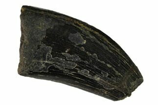 Partial Tyrannosaur Tooth - Two Medicine Formation #149109