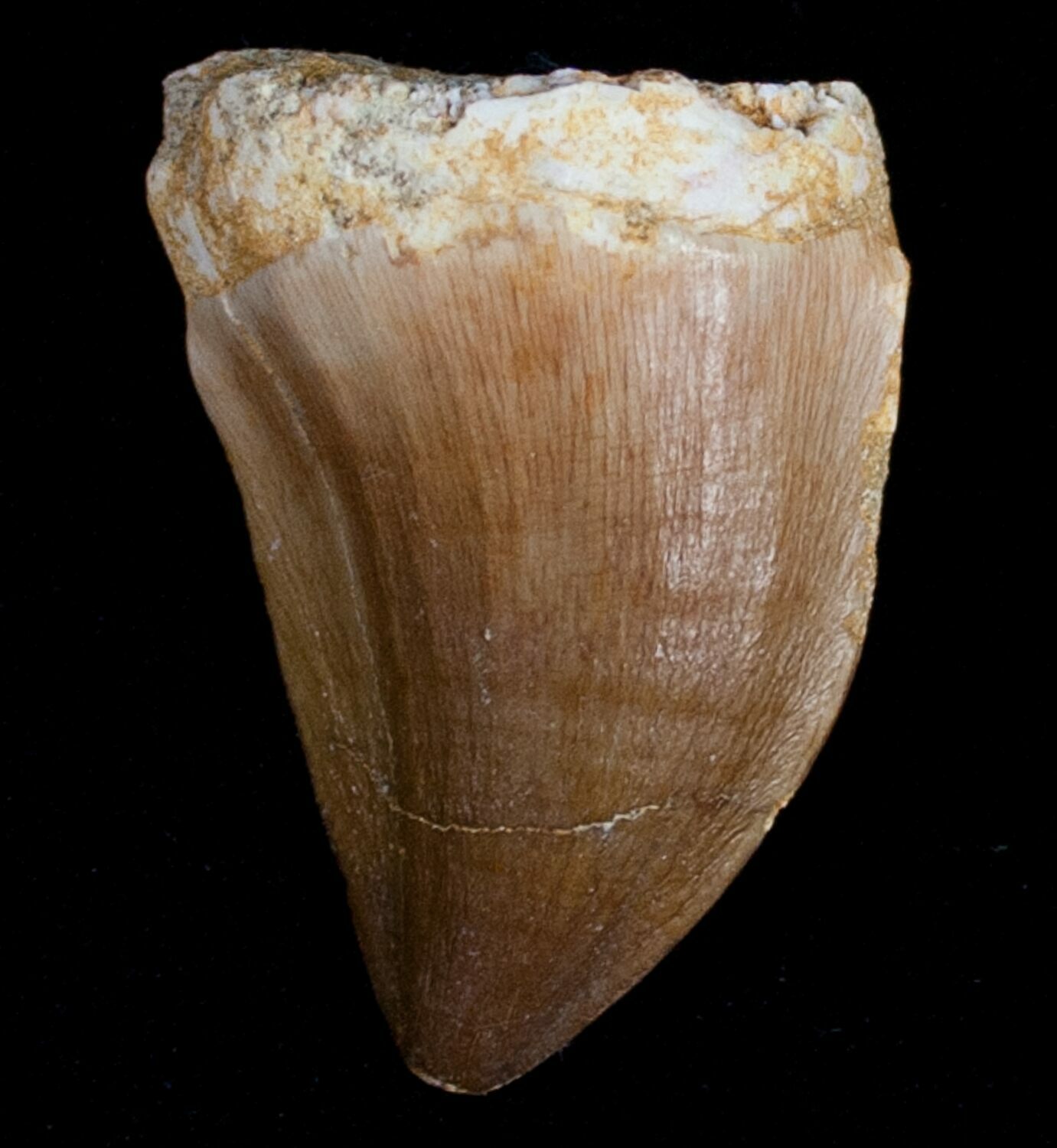 real mosasaur tooth