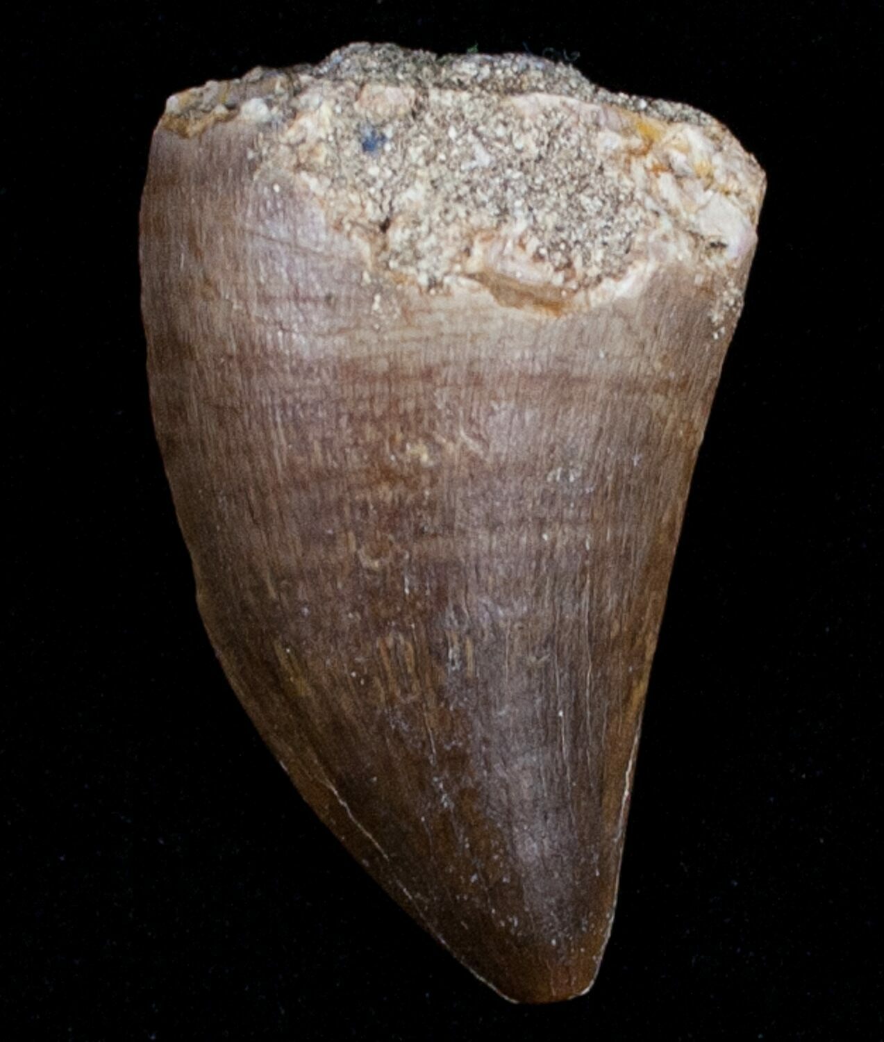 mosasaurus tooth for sale