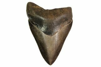 Brown, Serrated, Fossil Megalodon Tooth - Georgia #149374