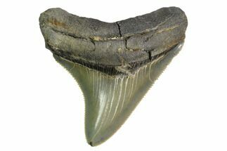 Serrated, Juvenile Megalodon Tooth - Bitten Tooth #149383