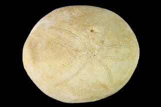 1.8" Eocene Sea Biscuit (Echinolampas) Fossil - North Carolina - Fossil #147148