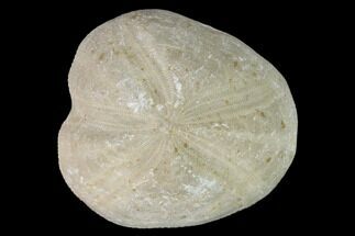 Cretaceous Echinoid (Macraster) Fossil - Texas #147150