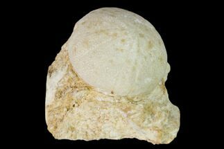 Cretaceous Echinoid (Holectypus) Fossil in Limestone - Texas #147153