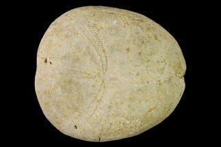 Jurassic Sea Urchin (Collyrites) Fossil - Great Britain #147163