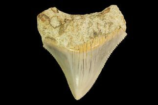 Serrated, Juvenile Megalodon Tooth - Indonesia #149887