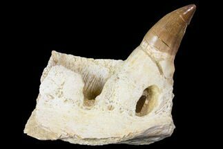 Mosasaur (Prognathodon) Jaw Section With Unerupted Tooth #150160