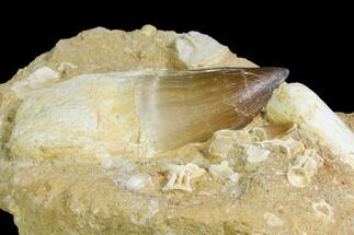 Rooted Mosasaur (Prognathodon) Tooth - Morocco #150165