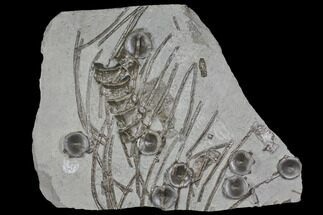 Plate Of Fossil Ichthyosaur Vertebrae & Ribs - Germany #150172