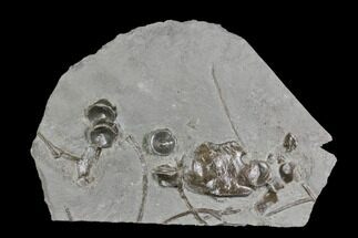 Plate Of Fossil Ichthyosaur Bones - Germany #150173