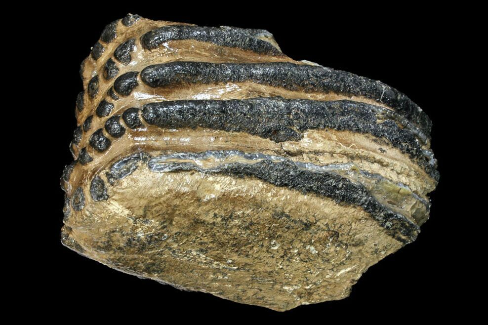 mammoth molar for sale