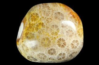 Tumbled Fossil Coral From Indonesia - Fossil #150390