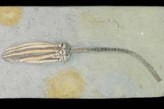 Fossil Crinoid (Parascytalocrinus) - Crawfordsville, Indiana #150438