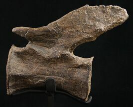 Elegant Diplodocus Caudal Vertebra - Dana Quarry #10146