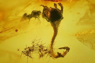 Two Detailed Fossil Flowers in Baltic Amber #150735