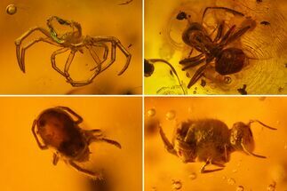 Fossil Spider Exuviae, Ant, Mite and Springtail in Baltic Amber #150764