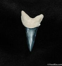 Stunning Inch Isurus (Mako) Tooth From Florida #207