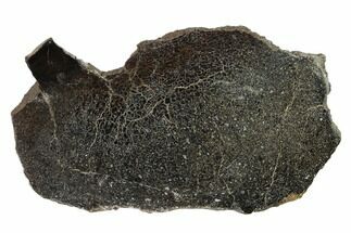 Polished Dinosaur Bone (Gembone) Slab - Utah #151454