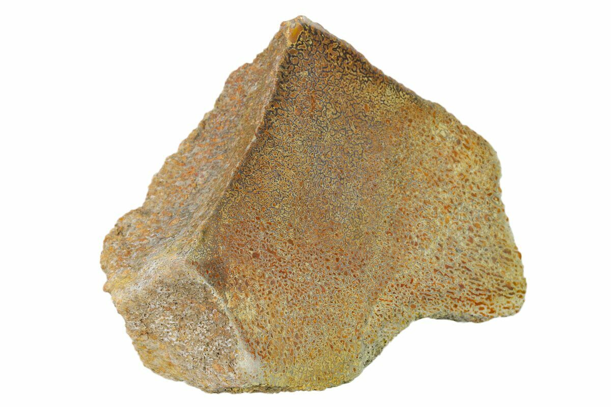 gem dinosaur bone for sale