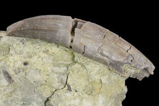 Rooted Crocodile (Goniopholis?) Tooth - Colorado #152046
