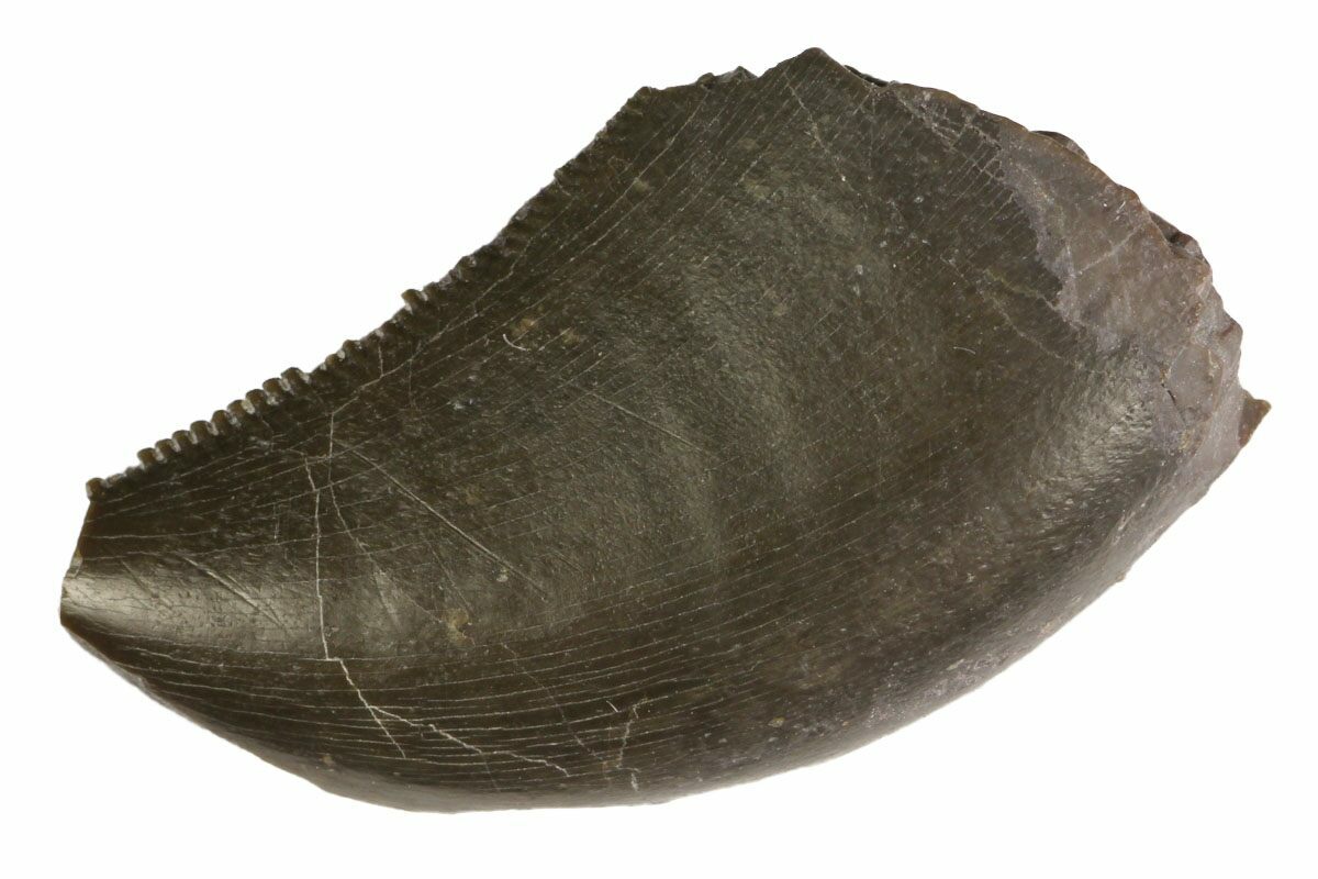 allosaurus tooth for sale