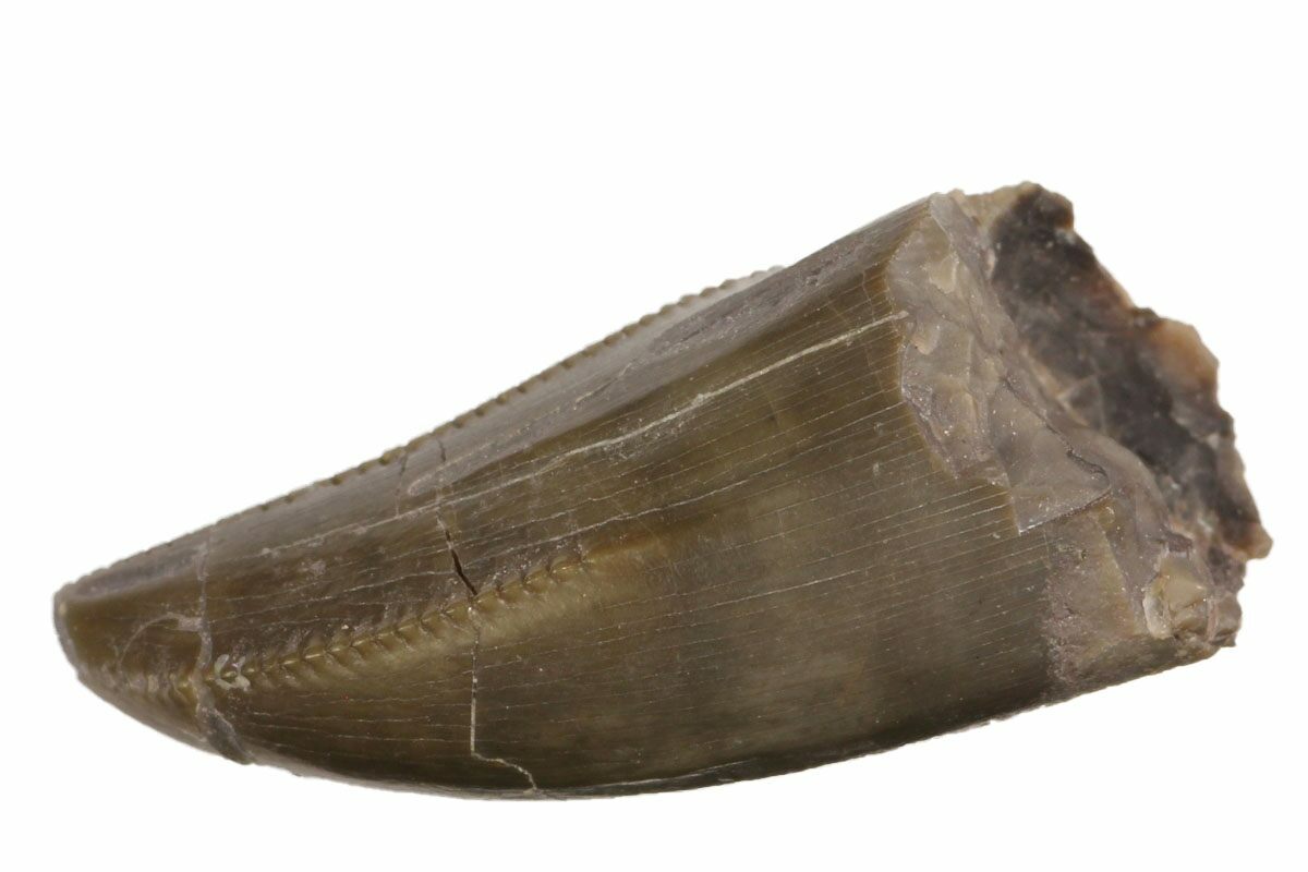 allosaurus tooth for sale