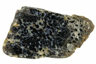 Polished, Black Petrified Palm Root Slab - Indonesia #151935