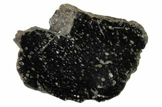 4.6" Polished, Black Petrified Palm Root Slab - Indonesia - Fossil #151938