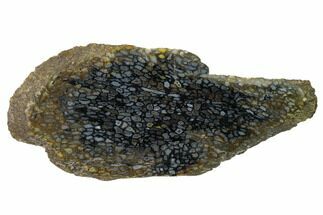Polished, Black Petrified Palm Root Slab - Indonesia #151940