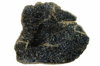 Polished, Black Petrified Palm Root Slab - Indonesia #151994