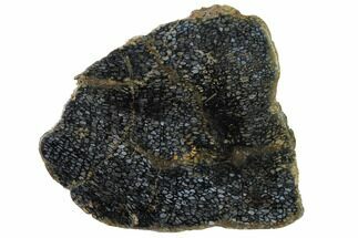 6.6" Polished, Black Petrified Palm Root Slab - Indonesia - Fossil #152000