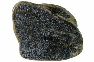 Polished, Black Petrified Palm Root Thick Slab - Indonesia #152003