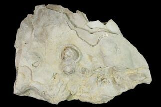 Fossil Oyster (Inocerasmus) Shell Section with Pearls - Kansas - Fossil #152254