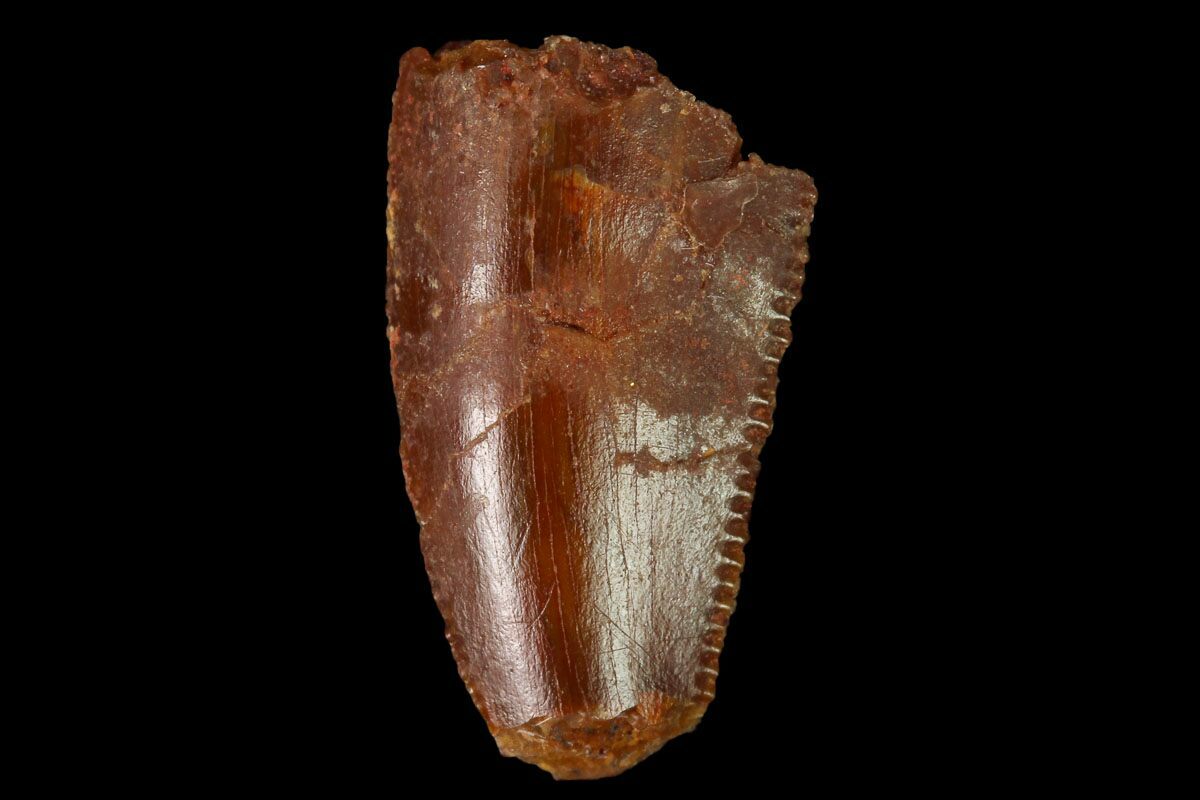 real velociraptor tooth