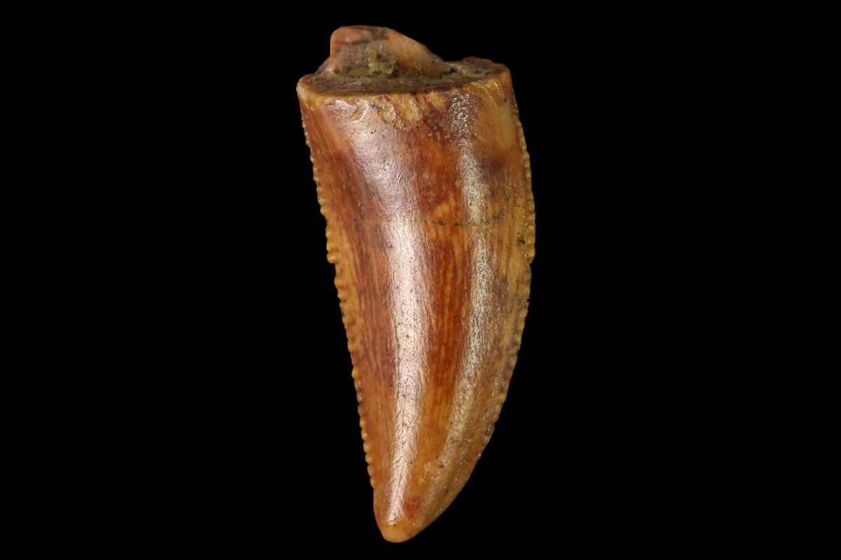 real velociraptor tooth