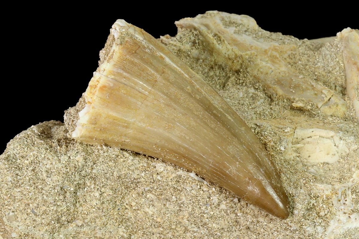 1 45 Mosasaur Mosasaurus Tooth In Rock Morocco 152566 For Sale