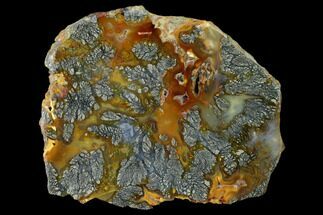 4.2" Nipomo Marcasite Agate Slab - Freddie Quarry, California - Crystal #152684
