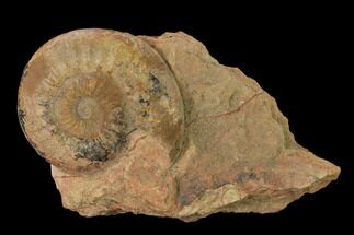 Aalenian Ammonite (Erycites) Fossil in Rock - France #152739