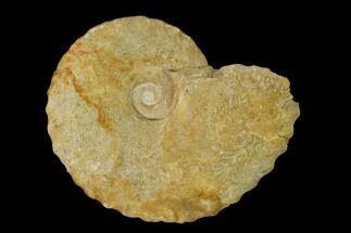 Pliensbachian Ammonite (Tragophyloceras) Fossil - France #152746