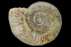 French Ammonites For Sale - FossilEra.com