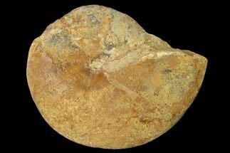 Callovian Ammonite (Phylloceras) Fossil - France #152696