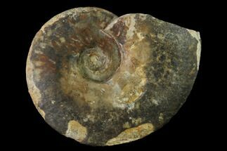 Bathonian Ammonite (Oppelia) Fossil - France #152733