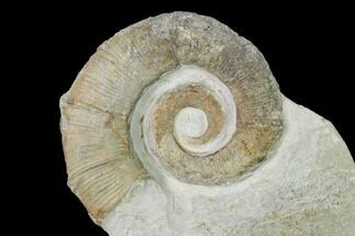 Cretaceous Ammonite (Crioceratites) Fossil - France #153144
