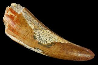 Large, Cretaceous Fossil Crocodile Tooth #153405