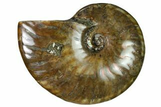 Red Flash Ammonite Fossil - Madagascar #151696