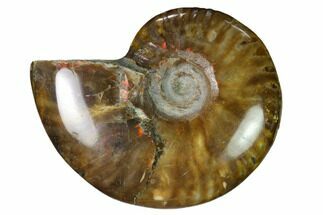 Red Flash Ammonite Fossil - Madagascar #151655
