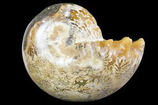 Polished, Agatized Ammonite (Phylloceras?) - Madagascar #149237
