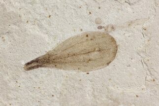 Fossil Insect Wing - Green River Formation, Utah #101636