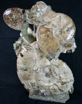 Free-Standing Tall Ammonite Cluster - Spectacular #10469