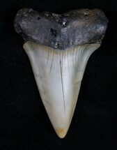 Large Fossil Mako (Isurus) Tooth #10505
